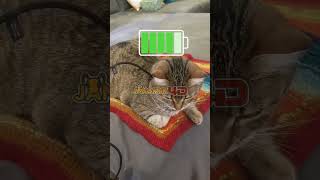 Jangkrik4D - Platform Game Online Paling Seru dan Terpercaya! #MainYuk #gameseru