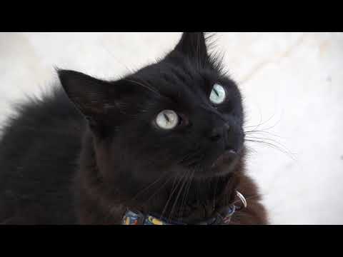  Most adorable Black cat! 🐈😅cute tiny Black cat🌸#catvideos #cat.#pets #animal 