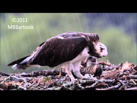 Osprey dining in the rain
