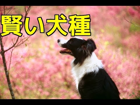 自分の犬の品種をどうやって知ることができますか?