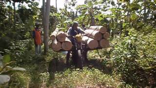 preview picture of video 'Kayu Jabon dan Kayu Sengon Hutan Rakyat'