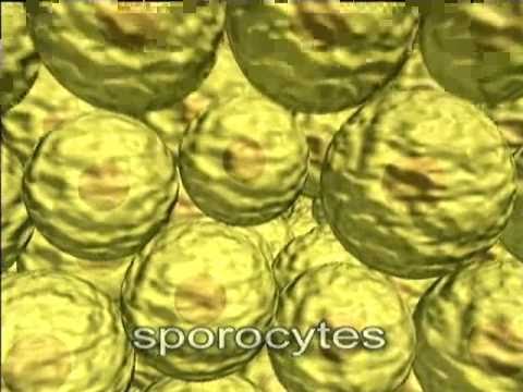 Mosses-Bryophyte life cycle