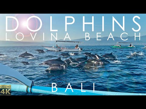 🇮🇩4K Bali Dolphins Boat Tour - Magical Sunrise Encounter with Dolphins at Lovina Beach