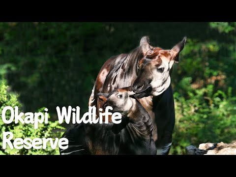 Exploring the Okapi Wildlife Reserve: A Hidden Gem in the Congo