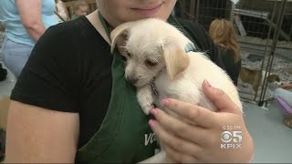 Dozens of Pets from Texas Shelters Moved to Bay Area for Adoption