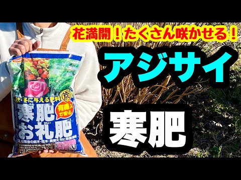 アジサイに最適な肥料は何ですか?開花を促進するには、肥料、コーヒーかす、または重炭酸塩でしょうか?  庭園