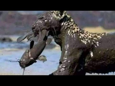 Golden Carp Fish Run Race - Stop motion Relaxing Catching Eggfish Cooking by Unique Fishing Cuckoo