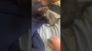 He is so feisty. The name is Church. #kitten #playful #church #gray #sweetshackhomestead