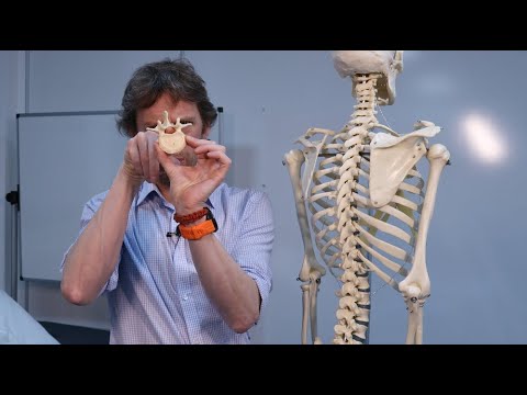 Spinal cord introduction to the transverse section