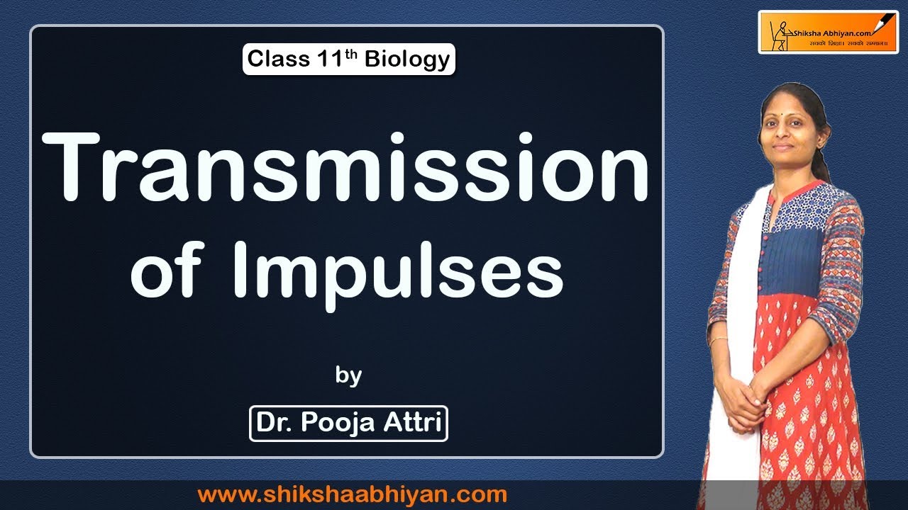 Bio Neural Control and Coordination ( Transmission of Impulses ) - #CBSE Class 11