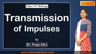 Bio Neural Control and Coordination ( Transmission of Impulses ) - #CBSE Class 11