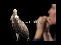 Artist As Ethologist