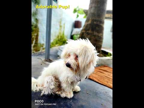 cute maltees dog drying itself after bathing 🚿🚿🚿