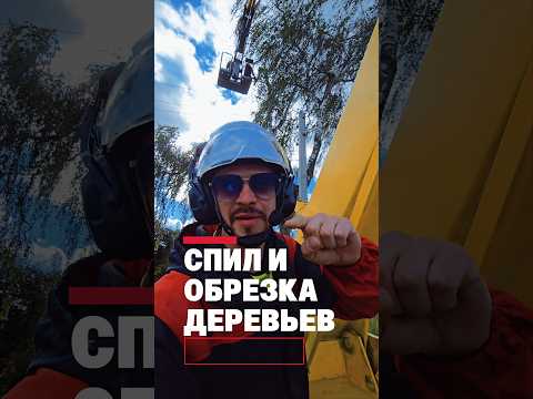 фото спил и обрезка деревьев 0