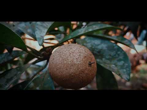 Cinematic nature video | 2023