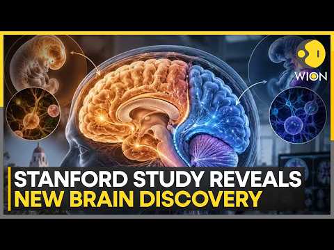 Stanford Team Finds Two Distinct Paths in Brain Development ...