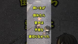 【犬最高】飼い主が倒れたら愛犬は予想を裏切らなかった