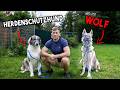 WOLF Meets GUARDIAN DOG What Will Happen