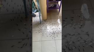 Download lagu Channa Limbata's entourage went into the kitchen because of the flood!!! #shorts mp3 Download lagu Channa Limbata's entourage went into the kitchen because of the flood!!! #shorts mp3