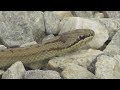 Encounter With The Smooth Snake Coronella Austriaca Crossing The Road
