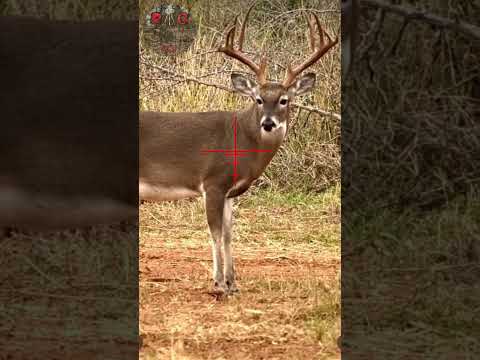 6.5 Creedmoor South Texas 12-Point #hunting #cacería #rancho #deerhunting #viral #shorts #texas #wow