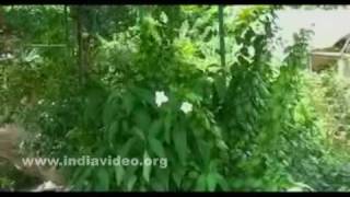 Garden inside the City Park, Bokaro 