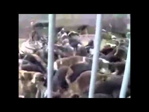 100 Dogs Moshpit   Wall of Death