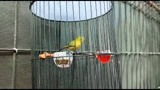 Download lagu pleci flavus istimewa bikin gacor mp3