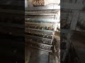 Save space, Money and labour by raising Quails in Battery Cages.