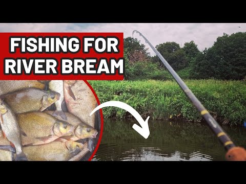FEEDER FISHING FOR RIVER BREAM