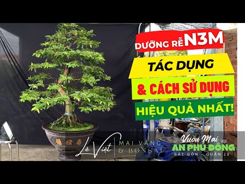 N3M Root Nourishment: Effects & How to Use It Most Effectively! Le Viet - Mai Vang & Bonsai