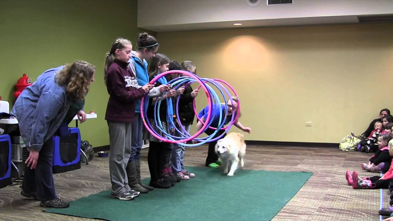 Promotional video thumbnail 4 for Robin's Dog Stars Animal Act