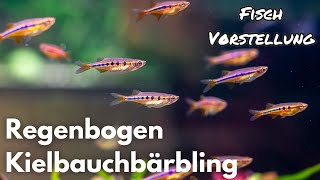 Regenbogen Kielbauchbärbling - Chela dadyburjori | Liquid Nature Fisch Vorstellung