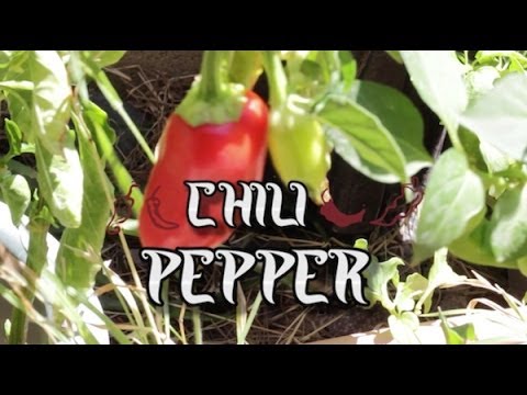 Chili Pepper - Andy Warpigs