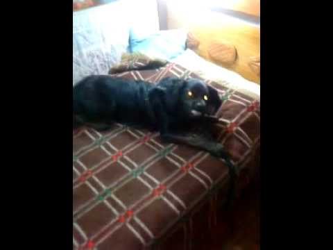 Tuco quer dormir comigo