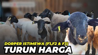 Download lagu Harga Domba Dorper F1,F2 dan F3 Murah. Bisa Diindent | @AGROTV9  mp3