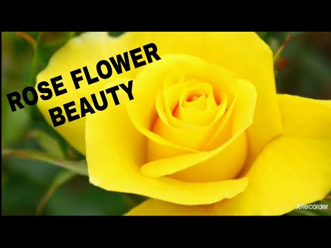Rose Flower Beauty || Hash Omaima.