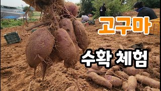 고구마 수확 실시간 방송 단자미