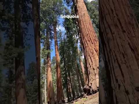 An Epic 1 week Road Trip in California!