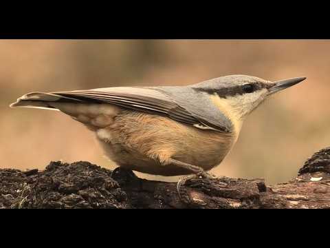 TREPADOR AZUL | NUTHATCH | Sitta europae