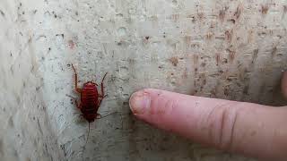 IN GOD with BIG Roaches in Raleigh North Carolina