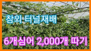 참외 6개심어 2000개 따기 엄청난 가능성~참외순치기,지르기 적심 참외재배방법,키우기 솔림농원 텃밭,주말농…