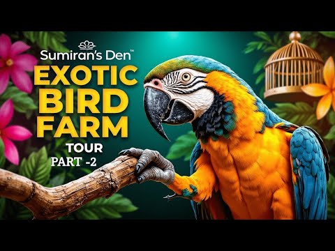 Sumiran's Den( Exotic Bird Farm )- Tour- One of Its Kind | Birsanagar|  Jamshedpur| Jharkhand Part 2