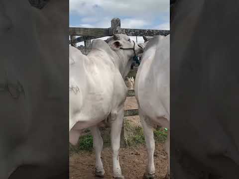 #nelore #pernambuco #gado #pecuarista #fazenda #feiradogado #agro