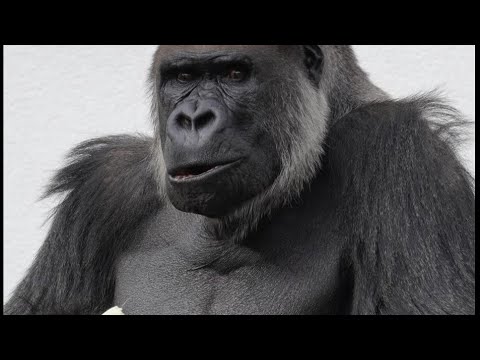 Sad Rat Problem and Getting $hit On