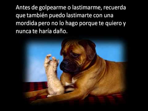LOS DIEZ MANDAMIENTOS  DE NUESTROS PERROS (imagenes y musicalización alicia red canina bche)