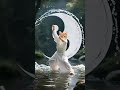 Gattino Carino Che Pratica Il Tai Chi In Acqua Funnycats Taichi Kungfu