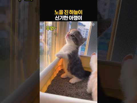 노을 진 하늘이 신기한 아기고양이