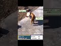 Orange Cat Quickly Joined The Battle Who Will Win Pokemon Pokemonmemes Catvideos Funnycats