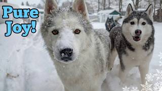 My Old Dog Still LOVES to Play in the Snow (and a surprise)